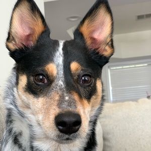 Meet your Posher, Katie